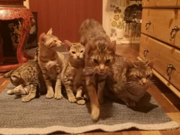 Ocicat · Nyköping · SE*Aspkatter