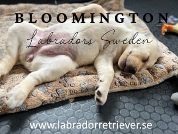 Labrador retriever · Rånäs · Bloomington
