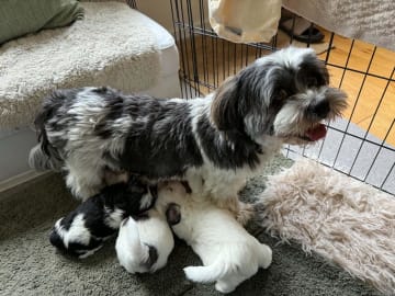 Mix - Maltese/Shih Tzu/Lhasa Apso · Malmö · Kristina Petkovska L.