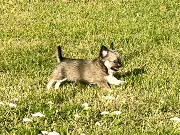 Chihuahua · Fjärdhundra · Bastängens