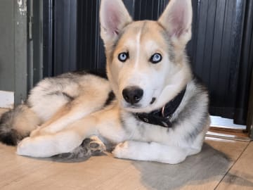 Siberian husky · Stora levene · Lenita L.