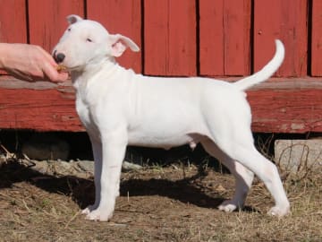 Bull terrier · Väja · Winged Woman