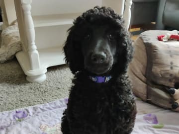 Standard Poodle · Holmestrand · Anette Røkenes