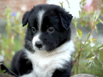 Border collie · Holsted · Ditte Byskov Hansen