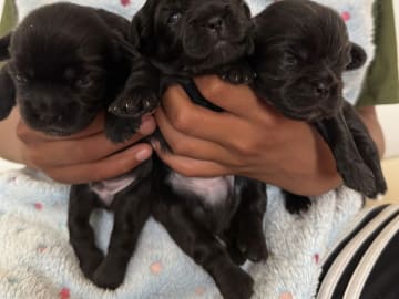 Tibetansk spaniel · Støvring · Kri Kris