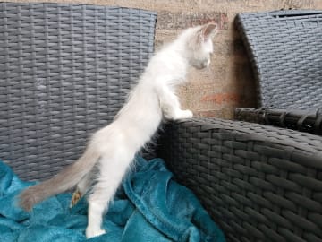 Ragdoll · Östra Ljungby · Malou N.
