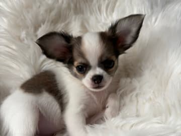 Chihuahua · Jonsvatnet · Sissel Bergdal