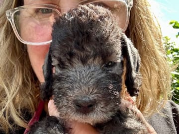 Bedlingtonterrier · Österbybruk · Toolbox