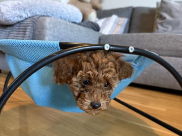 Toy Poodle · Landskrona · Yuliia K.
