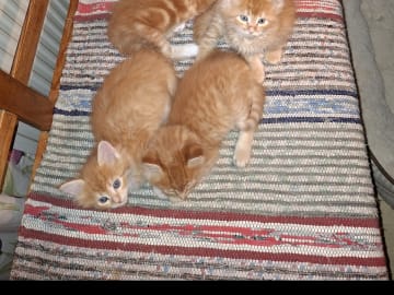 Maine coon/Norsk skogkatt · Årsunda · Ing-Marie E.