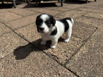 Jack russell terrier · Lidköping · Andreas Friberg