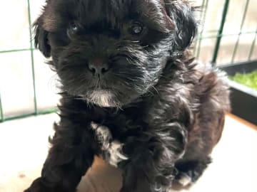 Shihpoo