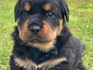 Rottweiler · östervåla · Dexline's