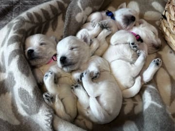 West highland white terrier · Sandefjord · Bruadar an duine gheal