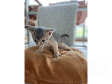 Abyssiner katt · Stockholm · SE*Lilla Skuggans