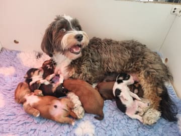 Havanese · Næstved · Tania Alexander