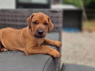 Rhodesian ridgeback · Staffanstorp · Aazambas