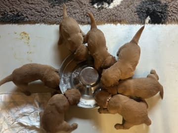 Golden retriever · Bindslev · Hoplas Gold