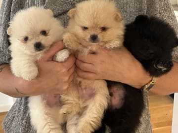 Pomeranian · Västerås · Therese L.