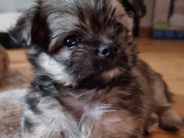 Chihuahua · Bålsta · Bålsta