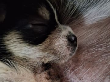 Yorkie malteser shi tzu og chih blanding · Hønefoss · Linda Regine Hauge S.