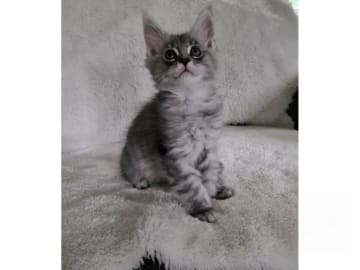 Maine Coon · Glanshammar · SE*Trollius New Moon
