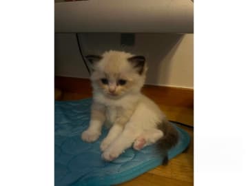 Ragdoll · Falun · S*Blå Ängelns