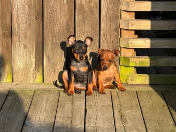 Dvärgpinscher · Lund · Camalis