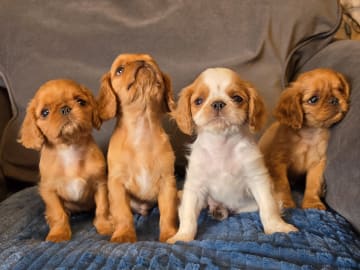 King charles spaniel · Halmstad · Fleur de Charlies