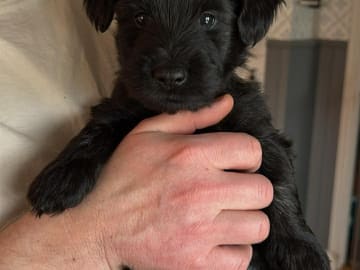 Kennel Fairsky’s