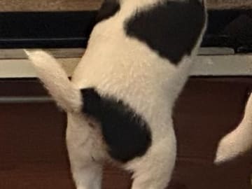Jack russell terrier · Knivsta · Limelight Kennels