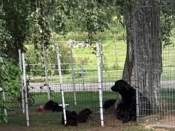 Labrador retriever · Tidaholm · Runnekullen's kennel