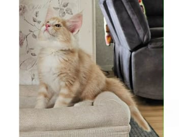 Norsk skogkatt
