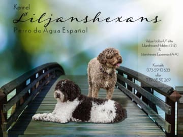 Spansk vannhund · Sävsjö · Liljanshexans