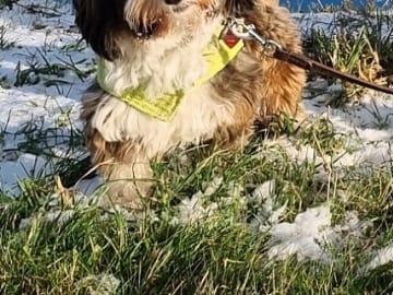 Havanese · Næstved · Tania Alexander