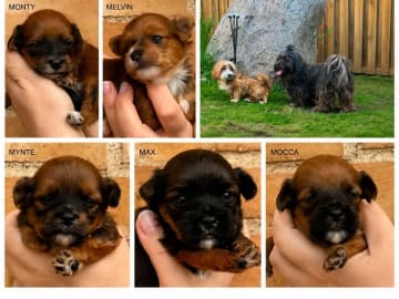 Havanese · Hadsten · Arnkilsfred
