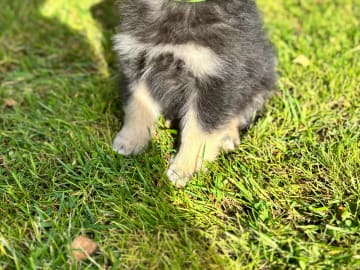 Finsk lapphund · Soknedal · Marit Kristine Græsli