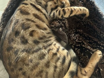 Bengal · Sundbyberg · Emina A.