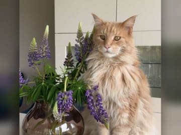 Maine Coon · Helgeroa · Rebecca A.