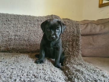 Labrador retriever · Kågeröd · Johan F.