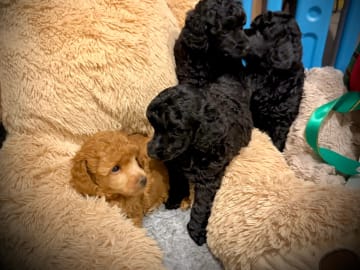 Miniature Poodle · Gratangen · Else Marie Pedersen