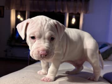 American Staffordshire Terrier · Köping · Hannah Östensson Lindqvist