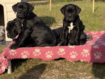 Cane corso · Norra Sorunda · Red Boss