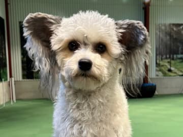 Chinese crested · Eslöv · Speechless