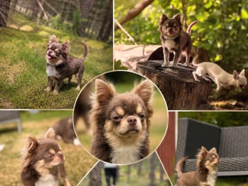 Chihuahua · Karlstad · Zusanna D.