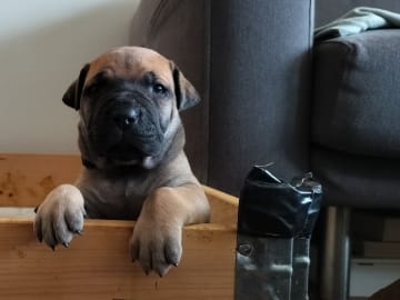 Boergarden boerboels