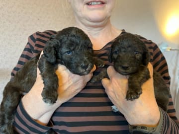 Bedlington terrier · Kiruna · Galactic Defender