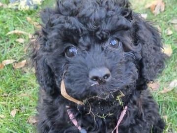 Maltipoo · Ystad · Jenny M.