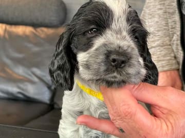 Cocker spaniel · Fotskäl · Afrodias