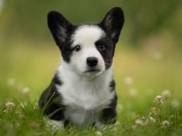 Welsh corgi cardigan · Älvsbyn · Följeslagarens
